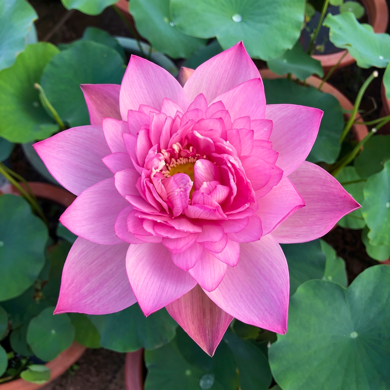 Rare & Exotic Varieties Lotus Tubers