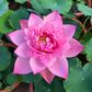 Rare & Exotic Varieties Lotus Tubers