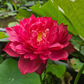 Rare & Exotic Varieties Lotus Tubers