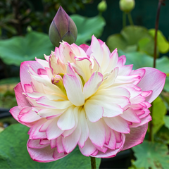 Rare & Exotic Varieties Lotus Tubers