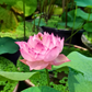 Rare & Exotic Varieties Lotus Tubers