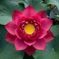 Rare & Exotic Varieties Lotus Tubers