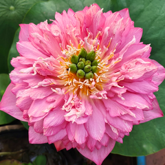 Rare & Exotic Varieties Lotus Tubers
