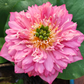 Rare & Exotic Varieties Lotus Tubers