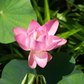 Rare & Exotic Varieties Lotus Tubers