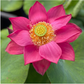 Rare & Exotic Varieties Lotus Tubers
