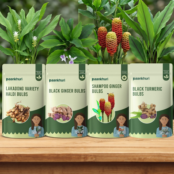 Medicinal Plant Bulbs Combo