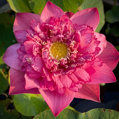 Rare & Exotic Varieties Lotus Tubers