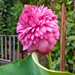Rare & Exotic Varieties Lotus Tubers