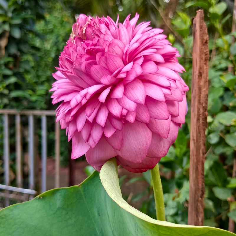 Rare & Exotic Varieties Lotus Tubers