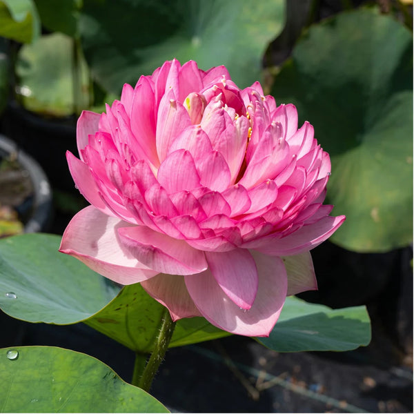 Micro Varieties Lotus Tubers