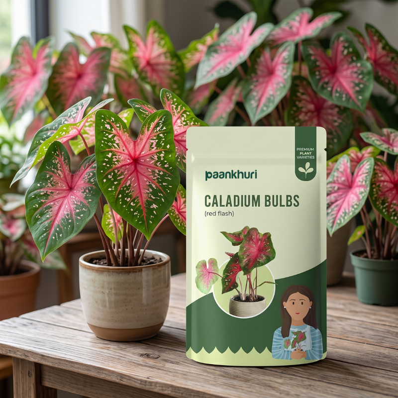 Caladium Bulbs