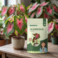 Caladium Bulbs