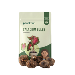 Caladium Bulbs