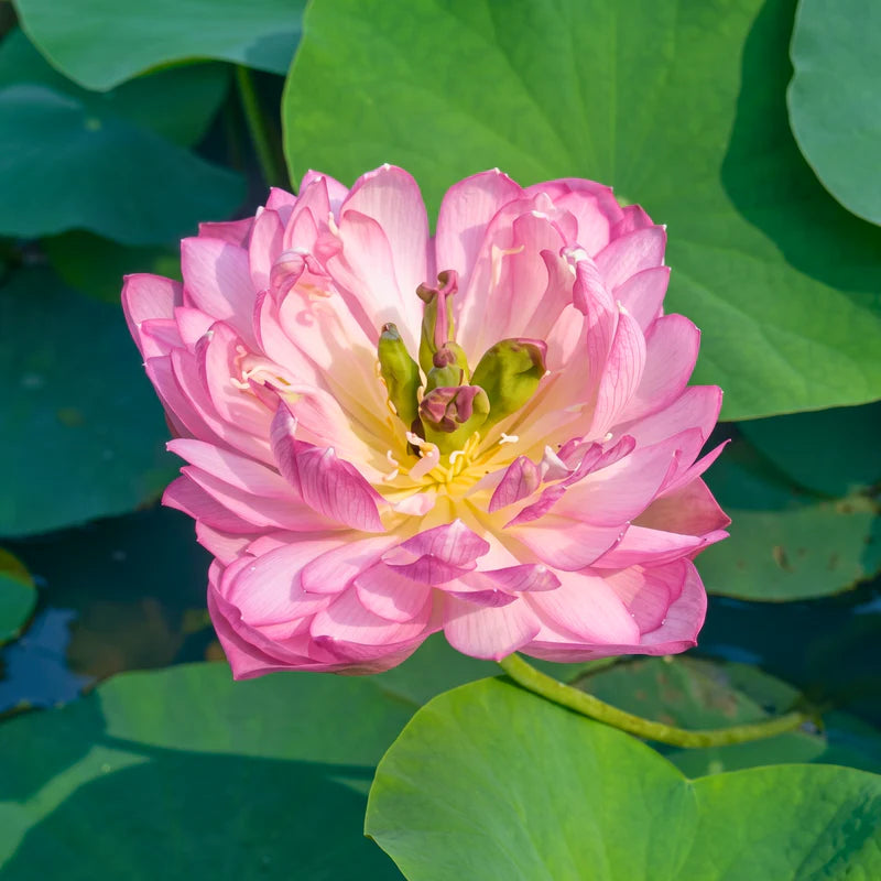 Micro Lotus Varieties