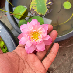 Rare & Exotic Varieties Lotus Tubers