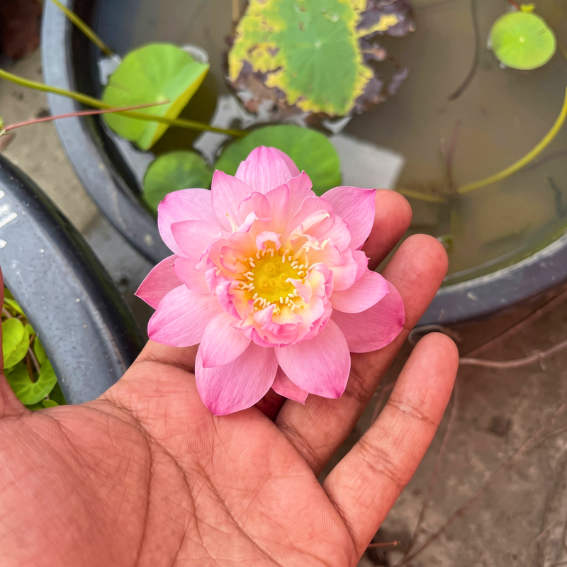 Rare & Exotic Varieties Lotus Tubers