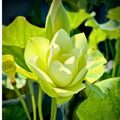 Rare & Exotic Varieties Lotus Tubers