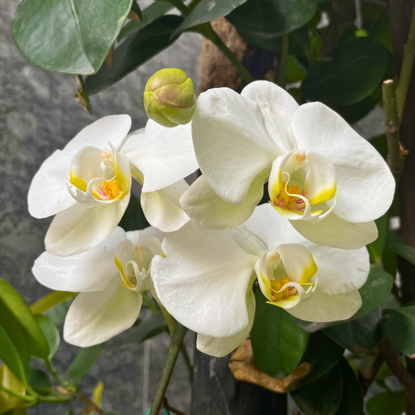 Phalaenopsis Orchid Live Plant (Pot Not Included)