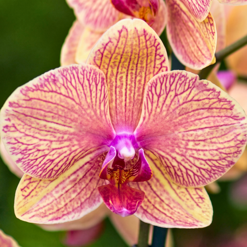 Phalaenopsis Orchid Live Plant