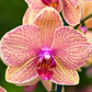 Phalaenopsis Orchid Live Plant (Pot Not Included)