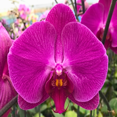 Phalaenopsis Orchid Live Plant
