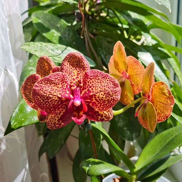 Phalaenopsis Orchid Live Plant (Pot Not Included)