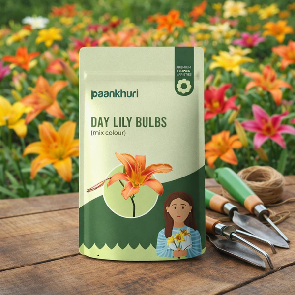 Day Lily Bulbs