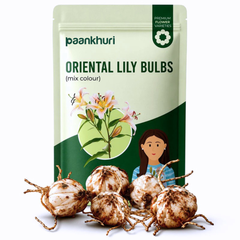 Oriental Lily Bulbs