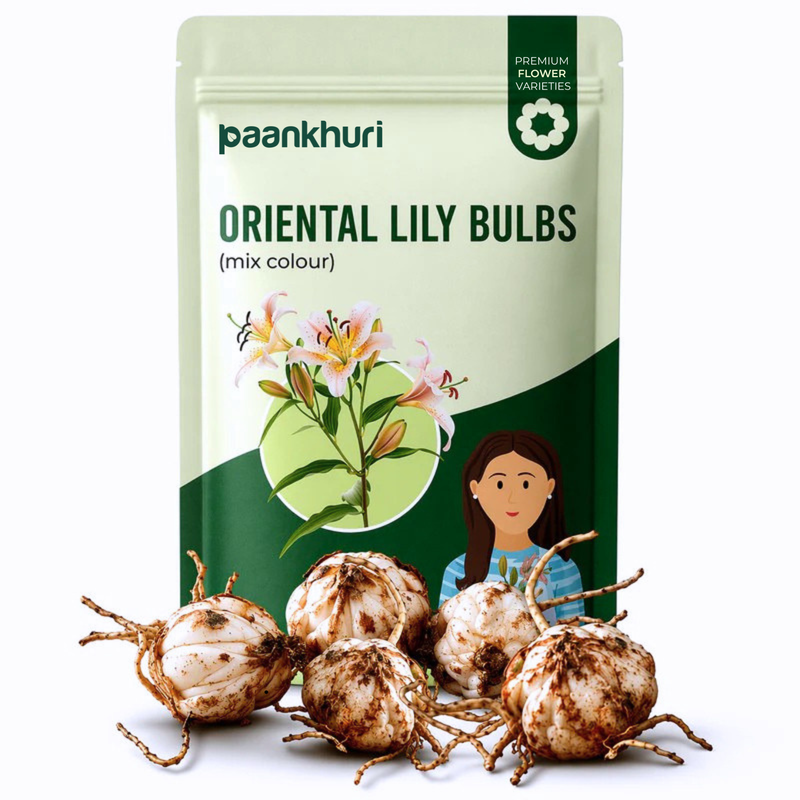 Oriental Lily Bulbs