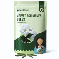Velvet Achimenes Bulbs
