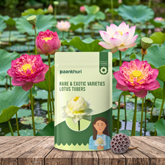 Rare & Exotic Varieties Lotus Tubers