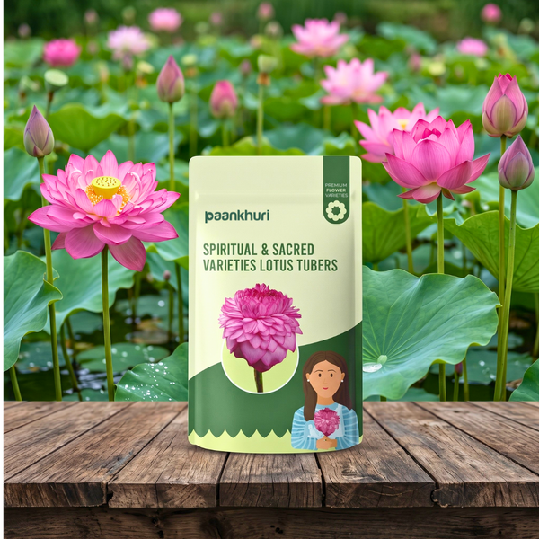 Spiritual & Sacred Varieties Lotus Tubers