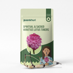 Spiritual & Sacred Varieties Lotus Tubers