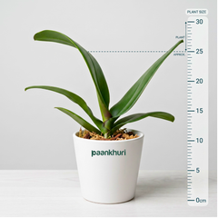 Phalaenopsis Orchid Live Plant (Pot Not Included)