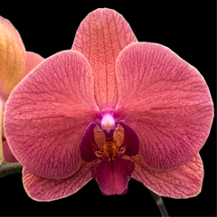 Phalaenopsis Orchid Live Plant (Pot Not Included)