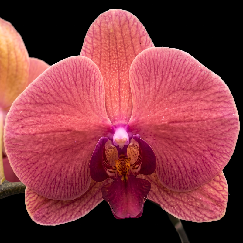 Phalaenopsis Orchid Live Plant (Pot Not Included)