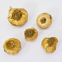 Chinchi Rinchi Flower Bulbs