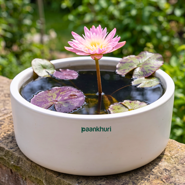 Tropical Varieties Water Lily Rhizome