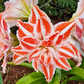 Double-Petal Amaryllis Lily Bulbs