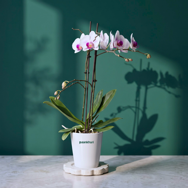 Phalaenopsis Orchid Live Plant (Pot Not Included)