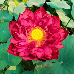 Spiritual & Sacred Varieties Lotus Tubers