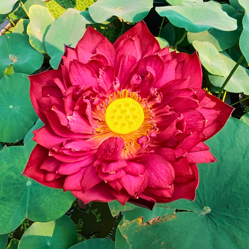 Spiritual & Sacred Varieties Lotus Tubers