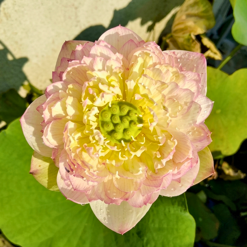 Spiritual & Sacred Varieties Lotus Tubers