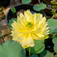 Rare & Exotic Varieties Lotus Tubers
