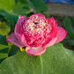 Rare & Exotic Varieties Lotus Tubers