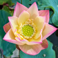 Rare & Exotic Varieties Lotus Tubers