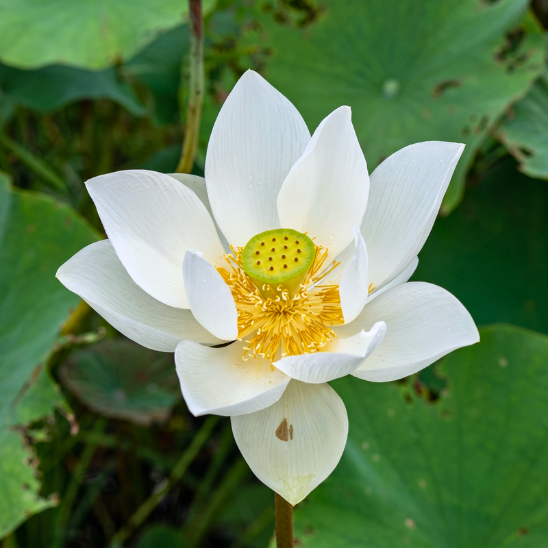 Spiritual & Sacred Varieties Lotus Tubers