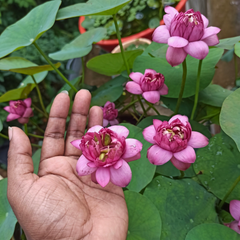 Micro Varieties Lotus Tubers
