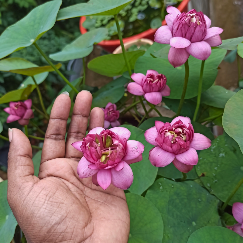Micro Varieties Lotus Tubers